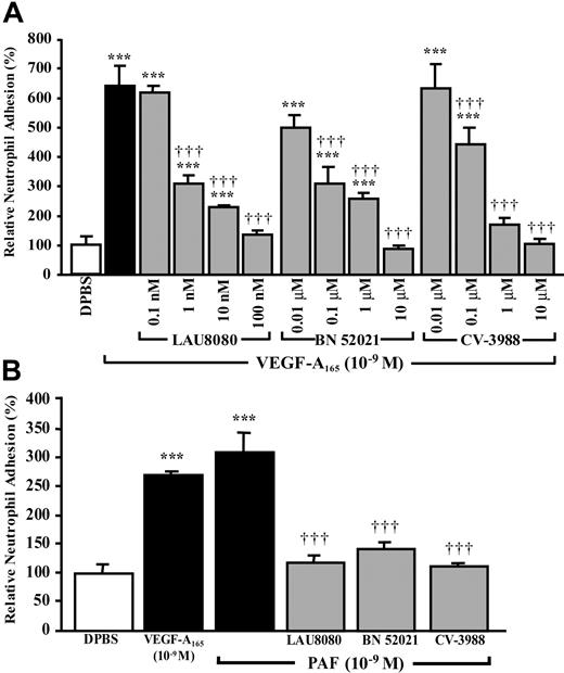 Figure 7. Role of PAF and its receptors on VEGF-A165–induced neutrophil adhesion to HUVECs. HUVECs were pretreated with the indicated PAFR antagonists for 15 minutes prior to the addition of neutrophils (1 × 105) and to the stimulation of confluent HUVEC with VEGF-A165 (10–9 M, 7.5 minutes; A) or PAF (10–9 M, 7.5 minutes; B). Pretreatment with an intracellular (LAU 8080), an extracellular (BN 52021), and nonspecific PAFR antagonist (CV-3988) reduced significantly the adhesion of neutrophils to HUVECs mediated by VEGF-A165 and PAF. Data are means ± SEM of at least 6 experiments; ***P ≤ .001 as compared to DPBS, †††P ≤ .001 compared to VEGF-A165 (A) or PAF (B).
