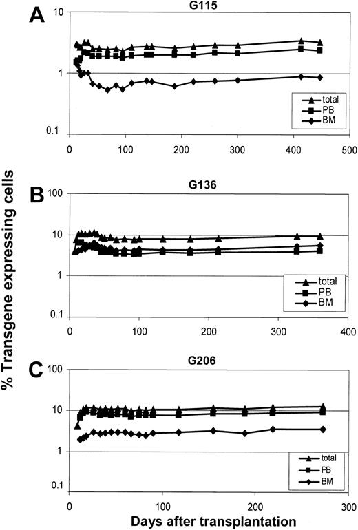 Figure 2. Gene expression levels in peripheral blood cells of dogs that received lentivirally transduced stem cells from mobilized peripheral blood and primed bone marrow. Displayed are the percentages of transgene-expressing leukocytes detected by flow-cytometry in all 3 dogs: G115 (A), G136 (B), G206 (C).