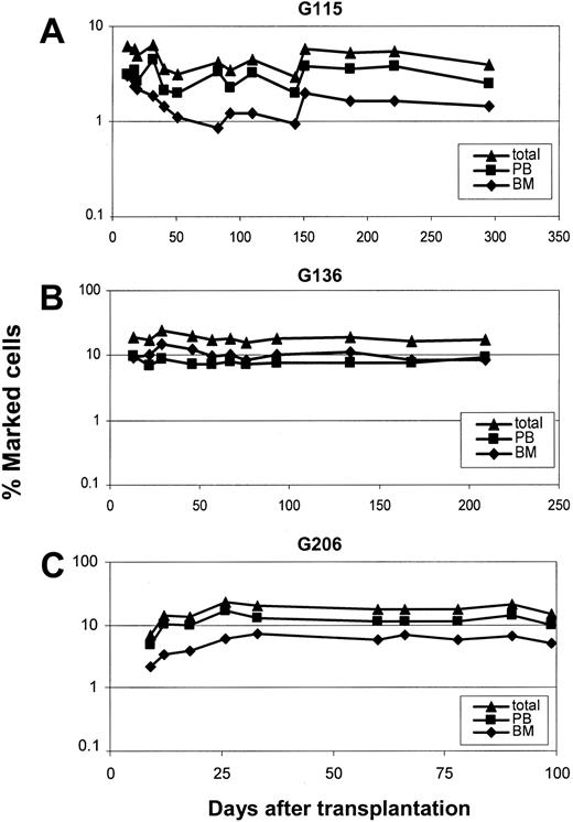 Figure 3. Gene marking levels in peripheral blood cells of dogs that received lentivirally transduced stem cells from mobilized peripheral blood and primed bone marrow. Displayed are the percentages of transgene-positive leukocytes as determined by quantitative PCR in all 3 dogs: G115 (A), G136 (B), G206 (C).