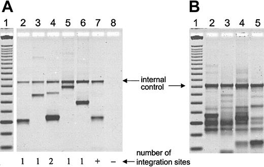 Figure 4. Polyclonal repopulation with hematopoietic cells containing only 1 or 2 vector integrations. (A) LAM-PCR was performed on cell lysate from CFCs plucked 1 year after transplantation of dog G115. Lane 1, 25 base pair (bp) DNA ladder; lanes 2 to 6, individual colonies; lane 7, positive control (+); lane 8, negative control (–). Of a total of 16 evaluable colonies, 14 contained 1 integration site, and only 2 contained 2 integration sites. (B) Peripheral blood samples from dog G115 at different time points after transplantation were analyzed by LAM-PCR, revealing that multiple different clones persist in the long term. Lane 1, 25 bp DNA ladder; lane 2, day 83; lane 3, day 110; lane 4, day 418; lane 5, day 453.