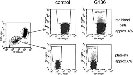 Figure 6. Flow-cytometric detection of transgene expression in red blood cells and platelets. Gating on red blood cells and platelets was based on scatter characteristics (left panel). Transgene-expressing red blood cells (upper panels) and platelets (lower panels) were detected in all 3 dogs. Because of the overlapping positive and negative populations due to low fluorescence intensity, especially in red blood cells, the percentages displayed most likely underestimate the actual percentage of GFP/YFP-expressing cells.