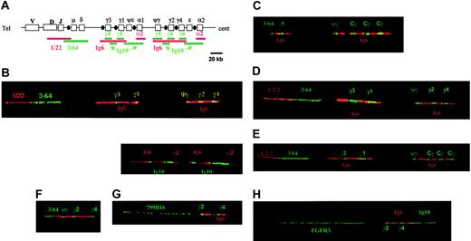 Figure 1. Bar code representation and results of probe studies. (A) This figure is a schematic representation of the bar code obtained with the combination of all the probes. Because of the evolutionary duplication of the γ, ϵ, and α regions, all the probes specific for these regions generated 2 stretches. Also, because of the conservation of the γ loci, the γ4 probe hybridized to all these γ loci. Finally, the Ig10 probe generated 4 signals (instead of 2), 2 signals corresponding to the ϵ and α loci, and 2 other smaller signals, located on the telomeric side of the normal hybridized region. Of note, one of the smaller γ signals is located on the 3′ side of ψγ, enabling us to differentiate this ψγ signal from an extra γ signal (polymorphism). The yellow signals correspond to the superimposition of green and red signals. (B) The first image represents a nonrearranged IgH allele from the HL60 leukemia cell line, hybridized with the U2-2, 3/64, Ig6, and γ4 probes. The second image represents the same allele hybridized with the Ig6, Ig10, and α2 probes. (C) This fiber presents a legitimate switch (μ-γ1, patient 16). The U2-2 probe is not visible because of the large size of the deleted regions. The 3/64 probe generates only a small green signal on the 5′ side of γ1. This patient presents an extra γ signal within the centromeric γ stretch (polymorphism). (D) A nonrearranged fiber observed in patient no. 6, hybridized with the U2-2, 3/64, Ig6, and γ4 probes. (E) This fiber, hybridized with the U2-2, 3/64, Ig6, and γ4 probes, is also in germline configuration (patient no. 8). Of note, this fiber presents an extra signal with the γ4 probe, corresponding to a polymorphism. (F) This fiber (from the SKMM1 HMCL) has been hybridized with the U2-2, 3/64, Ig6, and γ4 probes and shows a nonfunctional rearrangement with deletion of the DNA located between the 3/64 and ψγ regions. (G) A typical fiber from patient no. 1, presenting a t(11;14), and hybridized with the Ig6, γ4, and 799B16 (specific for 11q13) probes. This fiber clearly shows a CCND1-IgH rearrangement involving the Sγ2 region. (H) This fiber (from the OPM2 HMCL) has been hybridized with the Ig6, Ig10, γ4, and FGFR3 probes, showing a typical FGFR3-IgH rearrangement involving the Sγ2 region.