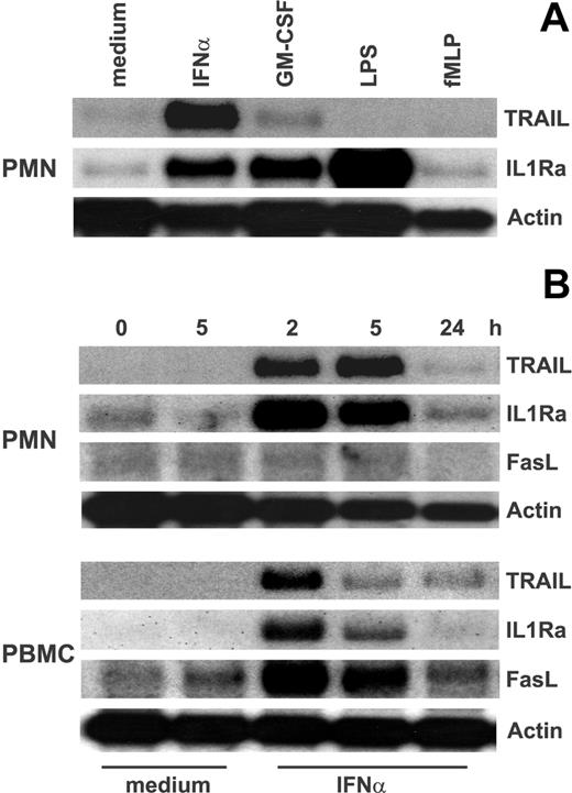 Figure 1. Expression of TRAIL mRNA in IFNα-stimulated neutrophils and PBMCs. (A) Neutrophils were stimulated for 3 hours with 100 U/mL IFNα, 10 ng/mL GM-CSF, 100 ng/mL LPS, and 10 nM fMLP before total RNA extraction and analysis of TRAIL, IL-1ra, and actin mRNA expression by Northern blotting. (B) Neutrophils and PBMCs, purified from the same donor, were cultured for the times indicated with or without 100 U/mL IFNα and then subjected to Northern blot analysis for TRAIL, FasL, IL-1ra, and actin mRNA expression. Time 0 indicates RNA extraction in freshly isolated leukocytes. Data are representative of at least 2 independent experiments for each panel.