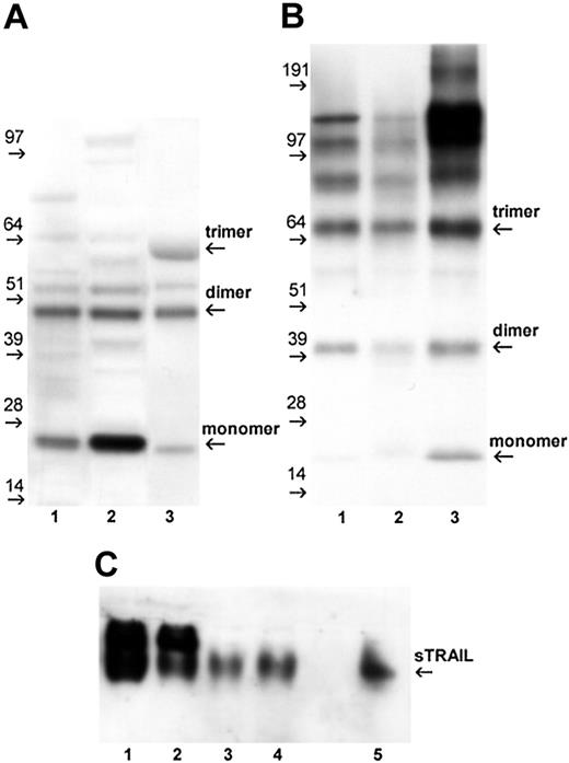 Figure 4. Western blot analysis of sTRAIL released by IFNα-stimulated neutrophils and PBMCs. Supernatants harvested from neutrophils and PBMCs, cultured for 24 hours with 100 U/mL IFNα, were concentrated and analyzed for the presence of sTRAIL by Western blot, as described in “Patients, materials, and methods.” Data are representative of analyses performed in 2 healthy donors. (A) Concentrated supernatants (50 μg/sample) from neutrophils (lane 1) and PBMC (lane 2) were run under reducing conditions and stained with anti-TRAIL mAb. The rhsTRAIL (nondisulfide-linked homotrimer) at 100 ng/sample (lane 3) was included as positive control. (B) The rhsTRAIL (lane 1), supernatants of activated neutrophils (lane 2), and PBMCs (lane 3) were analyzed by Western blot under nonreducing conditions; samples were heated at 60° C for 15 minutes before loading. (C) Freshly concentrated supernatants of activated PBMCs (lanes 1-2) and neutrophils (lane 3-4) were analyzed under native conditions in comparison with rhsTRAIL (lane 5).