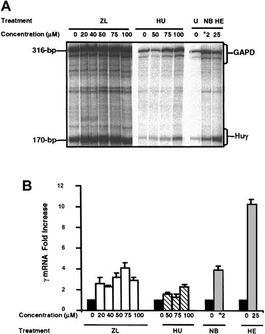 Figure 1. γ-Globin gene induction by ZL in K562 cells. K562 cells were treated with ZL at 20 to 100 μM concentration or hydroxyurea (HU) 50 to 100 μM concentrations for comparison. γ-Globin mRNA levels were quantitated by RNase protection assay (RPA) with human γ (Huγ) and internal control gylcearaldehyde-3-phosphate dehydrogenase (GAPD) probes to yield protected fragments of 170 bp and 316 bp, respectively. (A) A representative RPA gel showing the mRNA bands for ZL-treated cells on the left and HU-treated cells in the middle. (B) Quantitative values for Huγ and GAPD mRNA production by phosphorimager analysis. The untreated K562 samples (0 μM) were normalized to one (▪). The total increase in γ mRNA was calculated as a ratio of GAPD to control for variations in sample loading for ZL- (□) or HU-treated (▧) K562 cells. Sodium butyrate (NB, ) and hemin (HE, ) were used as positive control for γ gene induction. *2 = NB at a 2 mM concentration. Error bars indicate SEM (n = 4 for each concentration/groups reported); each study done in triplicate.