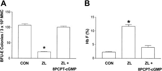 Figure 5. Effects of 8-PCPT–cGMP on ZL-treated erythroid progenitors isolated from patients with homozygous sickle cell anemia. The experimental conditions were the same as in Figure 3. The effect of 8-(4-chlorophenylthio)guanosine 3′,5′-cyclic monophosphate (8-PCPT–cGMP; 10 μM) on BFU-E colony growth (A) and Hb F synthesis (B) in zileuton-treated (ZL; 50 μM) sickle erythroid progenitors was assessed. Data are expressed as the mean ± SEM. n = 7 in control (CON) and ZL treatment groups; n = 4 in the ZL + 8-PCPT–cGMP treatment group. Each experiment was done in triplicate. *P is less than .001 compared with the CON and ZL + 8-PCPT–cGMP treatment groups.