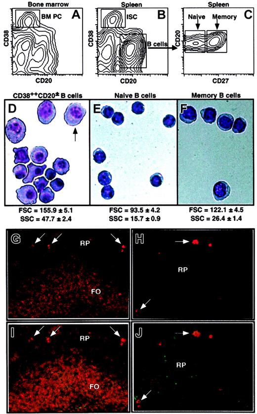 Figure 1. Identification of naive, memory, and CD38++CD20± B cells. Human BM (A) and spleen MNCs (B-C) labeled with anti-CD20, anti-CD27, and anti-CD38 mAb. (A-B) ISCs were identified as CD38++CD20±; total B cells were CD38dimCD20+. (C) The total B-cell population was further resolved into naive and memory subsets by the differential expression of CD27. Splenic CD38++CD20± (D), naive (E), and memory (F) B cells were isolated by sorting and were Giemsa stained. The arrow in panel D indicates an example of a cell with a clear perinuclear zone and condensed chromatin. Original magnification, × 100. Values represent the mean FSC and SSC (± SEM; n = 28) of the 3 B-cell populations. (G-J) Immunofluorescence staining was performed on spleen sections obtained from a healthy donor using anti-IgM (red; G-H) or in combination with anti-CD20 mAb (green; I-J). Follicular (FO) and red pulp (RP) areas, as well as ISCs (arrows), are indicated. Original magnifications: × 5 (G,I), × 20 (H,J).