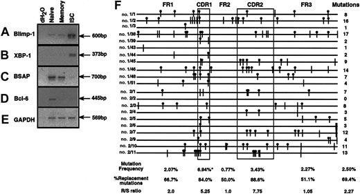 Figure 3. CD38++CD20± B cells express genes indicative of commitment to the plasma cell lineage and derivation from germinal centers. (A-E) RNA was extracted from sort-purified naive (CD20+CD27–), memory (CD20+CD27+), and CD38++CD20± (ISC) B cells and transcribed into cDNA. Amounts of cDNA from the different populations were normalized for expression of GAPDH (E) and then used as a template to determine the relative expression levels of (A) Blimp-1, (B) XBP-1, (C) BSAP, and (D) Bcl-6 by sqPCR. Molecular grade dH2O was used as a negative control. (F) Immunoglobulin VH5 genes were amplified from CD38++CD20± B cell cDNA, cloned, and sequenced. Each line represents a single VH5 gene. Sequences with the no. 1 and no. 2 prefixes were derived from CD38++CD20± B cells sort-purified from 2 separate donor spleens. Vertical bars represent silent mutations; vertical bars with • represent replacement mutations. The total number of mutations detected in the different cloned genes is shown at the end of each sequence. The mutation frequency, percentage replacement mutations and R/S ratio within the entire immunoglobulin VH5 gene sequence and individual FR and CDR are indicated. These values were calculated for immunoglobulin VH5 sequences that contained somatic mutations. *Significant increase (P < .001) in the frequency of mutation in CDR1 compared with other regions and the total VH5 gene.