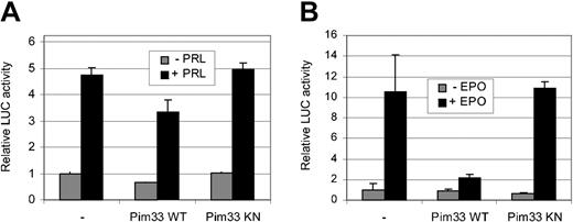 Figure 2. Pim-1 inhibits STAT5-dependent transcription in PRL-stimulated HC11 cells and in EPO-stimulated HeLa cells. HC11 (A) and HeLa (B) cells were transfected with the Spi-LUC2 reporter and STAT5A expression vector with or without WT or KN Pim33. EPO receptor expression vector was also transfected into HeLa cells. Starved cells were left unstimulated or stimulated with PRL (A) or EPO (B) as indicated.