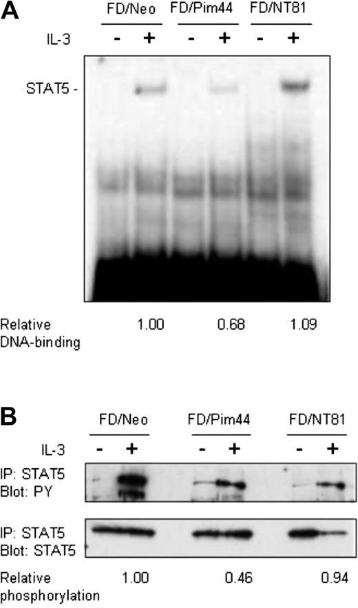Figure 3. Pim-1 reduces DNA binding and tyrosine phosphorylation of STAT5. Starved FD/Neo, FD/Pim44, or FD/NT81 cells were left unstimulated or stimulated with IL-3 for 6 hours as indicated. (A) Aliquots of nuclear extracts (10 μg) prepared from cell lysates were subjected to electrophoretic mobility shift assay. Protein-DNA complexes were resolved by 4% nondenaturing PAGE and detected by autoradiography. Shown is the position of the specific STAT5-DNA complex. The relative DNA binding of STAT5 in FD/Pim44 or FD/NT81 cells as compared with FD/Neo control cells was quantitated by image analysis by measuring the intensities of specific versus nonspecific DNAcomplexes. (B) Endogenous STAT5 was immunoprecipitated (IP) from cell lysates and the samples were separated by SDS-PAGE, followed by immunoblotting with antiphosphotyrosine (PY) or anti-STAT5 antibodies. The relative phosphorylation levels of STAT5 in FD/Pim44 or FD/NT81 cells as compared with FD/Neo control cells were quantitated by image analysis by measuring the intensities of the upper (PY) versus lower (STAT5) protein bands.