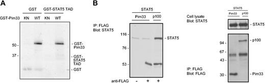 Figure 4. Pim-1 does not phosphorylate STAT5 or interact with it. (A) GST or a GST-fusion protein containing the transactivation domain of STAT5 (GST-STAT5 TAD) was subjected to in vitro phosphorylation in the presence of wild-type (WT) or kinase-deficient (KN) GST-Pim33. Samples were analyzed by SDS-PAGE, followed by autoradiography. Shown are positions of the GST fusion proteins. (B) COS-7 cells were transfected with STAT5 together with either Pim33-FLAG or p100-FLAG expression vectors. Cell lysates were subjected to immunoprecipitation (IP) with or without anti-FLAG antibodies as indicated, followed by immunoblotting with anti-STAT5 (left and upper right panels) and anti-FLAG antibodies (lower right panel). Shown are positions of STAT5, p100, and Pim33 proteins. Note that only samples precipitated with anti-FLAG antibodies have been included in the right panels.