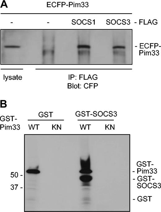 Figure 6. Pim-1 interacts with both SOCS1 and SOCS3 in vivo and phosphorylates SOCS3 in vitro. (A) COS-7 cells were transfected with expression vectors encoding for ECFP or ECFP-Pim33 and SOCS1-FLAG, SOCS3-FLAG, or just the FLAG-tag. Part of the cell lysates were subjected to immunoprecipitation with anti-FLAG antibodies. Samples were separated on SDS-PAGE, followed by immunoblotting with anti-GFP antibodies, which also recognize CFP. Shown is the position of ECFP-Pim33 protein. (B) GST or GST-SOCS3 proteins were subjected to in vitro phosphorylation in the presence of wild-type (WT) or kinase-deficient (KN) GST-Pim33. Shown are positions of the GST fusion proteins.