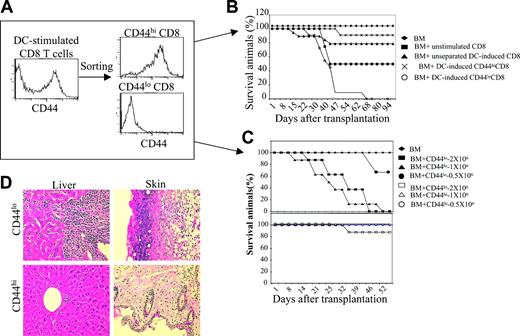 Figure 2. DC-induced CD44hiCD8+ T cells are defective in induction of GVHD. (A) Naive C3H.SW CD8+ T cells were cultured with B6 DCs plus IL-2 plus IL-15. Five days after the culture, T cells were collected and sorted into CD44hiCD8+ and CD44loCD8+ T cells using FACS. (B) Survival of lethally irradiated B6 mice injected with C3H.SW T–BM (7 × 106) mixed with or without C3H.SW CD8+ T cells (2 × 106). ♦, T–BM (n = 8); ▪, T–BM plus unstimulated naive CD8+ (n = 8); ▴, T–BM plus unseparated B6 DC-stimulated CD8+ (n = 13); ×, T–BM plus B6 DC-induced CD44hiCD8+ (n = 19); ○, T–BM plus B6 DC-induced CD44loCD8+ (n = 15). P < .01 (▴ or × versus ○). Data shown here are pooled from 3 independent experiments. (C) Survival of lethally irradiated B6 mice injected with C3H.SW T–BM (7 × 106) mixed with or without sorted CD44hiCD8+ or sorted CD44loCD8+ T cells at the dosages ranging from 0.5 × 106 to 2 × 106. ♦, T–BM (n = 8); ▪, T–BM plus CD44loCD8+ T cells (2 × 106, n = 8); ▴, T–BM plus CD44loCD8+ T cells (1 × 106, n = 8); •, T–BM plus CD44loCD8+ T cells (0.5 × 106, n = 6); □, T–BM plus CD44hiCD8+ T cells (2 × 106, n = 8); ▵, T–BM plus CD44hiCD8+ T cells (1 × 106, n = 8); ○, T–BM plus CD44loCD8+ T cells (0.5 × 106, n = 6). Data shown here are representative of 2 independent experiments. (D) Livers and skin were harvested from mice at day 35 after allo-BMT and sectioned for histologic staining with hematoxylin and eosin; original magnification × 100.