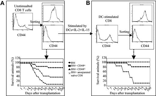 Figure 3. CD44hiCD8+ and CD44loCD8+ T cells are generated from a common precursor pool. (A) CD44hiCD8+ and CD44loCD8+ T cells were isolated from naive C3H.SW mice by the combination of magnetic cell sorting and FACS. B6 mice were irradiated and injected with C3H.SW T–BM, with or without CD8+ T cells. Survival of B6 mice after BMT: ♦, T–BM (n = 20); ▪, T–BM plus CD44hiCD8+ (n = 17); ▴, T–BM plus CD44loCD8+ (n = 17); ×, T–BM plus unstimulated CD8+ (n = 35); *P < .01 (▪ vs. ▴ or ×). Data shown here are pooled from at least 4 independent experiments. (B) Separated C3H.SW CD44loCD8+ naive T cells were cultured in the presence of B6 DCs. Five days later, B6 DC-induced CD44hiCD8+ and CD44loCD8+ T cells were sorted from the DC-induced cultures and transplanted together with C3H.SW T–BM into lethally irradiated B6 mice. Survival after BMT: ♦, T–BM (n = 8); ▪, T–BM plus CD44hiCD8+ (n = 12); ▴, T–BM plus CD44loCD8+ (n = 16). P < 0.01 (▪ versus ▴). Data shown here are pooled from 2 separate experiments.