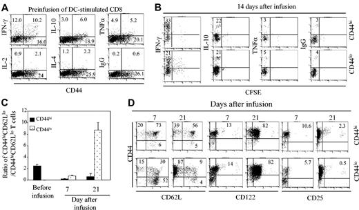 Figure 5. CD44hiCD8+ and CD44loCD8+ T cells proliferate and produce similar levels of cytokines in vivo. (A) C3H.SW CD44loCD8+ T cells were stimulated with B6 DC plus IL-2 plus IL-15. Five days later, these unseparated B6 DC-induced T cells were restimulated with anti-CD3 Ab for 16 hours and the production of intracellular cytokines IFN-γ, IL-2, IL-4, IL-10, and TNF-α was analyzed by flow cytometry prior to infusion. Numbers in quadrants represent percentages of total cells in each cell fraction. (B,D) CD44hiCD8+ and CD44loCD8+ T cells were sorted from the B6 DC-stimulated T-cell cultures at day 5 and labeled with CFSE. Then, 1 × 106 of these B6 DC-stimulated CD44hiCD8+ or CD44loCD8+ T cells (CD45.2) were mixed with 5 × 106 B6 T-BM (CD45.1) and transplanted into lethally irradiated B6 mice. Lymphocytes were recovered from the spleens these B6 recipient mice at the indicated time points after transplantation for measuring the production of intracellular cytokines (B) and phenotype (D). Numbers in quadrants represent percentages of each cell fraction. (C) The ratio of CD44hiCD62Llo/CD44hiCD62Lhi T cells among DC-induced CD44loCD8+ T cell subsets prior to infusion or donor CD8+ T cells recovered from the spleens of a group of 3 mice receiving CD44hiCD8+ and 3 mice receiving CD44loCD8+ T cells was calculated based on the number of donor CD8+ T cell–derived CD44hiCD62Llo and CD44hiCD62Lhi T cells. All values represent means ± SD. Data shown are the representative of 3 independent experiments.