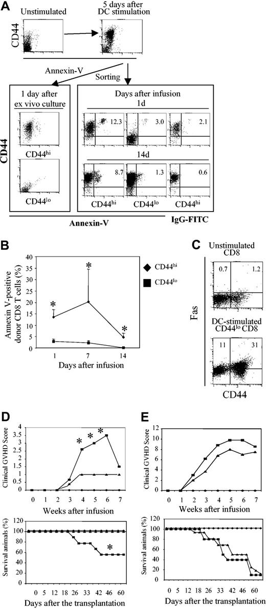 Figure 7. DC-induced C3H.SW CD44hiCD8+ T cells induce lethal GVHD in gld.B6 mice. Highly purified C3H.SW CD44loCD8+ T cells (CD45.2) were cultured in the presence of B6 DCs and IL-2 plus IL-15 for 5 days. Cells were collected and sorted into CD44hiCD8+ and CD44loCD8+ T-cell subsets. One million of these B6 DC-stimulated CD44hiCD8+ or CD44loCD8+ T cells were mixed with 5 × 106 B6 T–BM (CD45.1) and transplanted into lethally irradiated B6 mice. (A-B) Donor CD8+ T cells prior to their infusion or recovered from the spleens, LNs, and livers of B6 recipients at days 1, 7, and 14 following transplantation were stained with annexin V for flow cytometry analysis (A) and annexin V+ donor CD8+ T cells were calculated (B). The results shown are from one of 3 experiments. *P < .05 (mice receiving CD44hiCD8+ T cells versus mice receiving CD44loCD8+ T cells). (C) Unstimulated and DC-stimulated CD44loCD8+ T cells at day 5 were stained with anti-Fas, anti-CD44, and anti-CD8 Abs followed by flow cytometry analysis. In panels A and C, the numbers represent percentages of each cell fraction. In panel B, the values represent means ± SD. (D-E) C3H.SW T–BM (CD45.1, 7 × 106), mixed with or without B6 DC-stimulated CD44hiCD8+ or CD44loCD8+ T cells (2 × 106), was transplanted into lethally irradiated gld.B6 or wild-type B6 mice. The clinical GVHD signs and survival of these recipient mice were monitored. In panel D, ♦, T–BM → gld.B6 mice (n = 6); ▪, T–BM plus CD44hiCD8+ → gld.B6 mice (n = 9); ▴, T–BM plus CD44hiCD8+ → B6 mice(n = 4). *P < .01 (▪ versus ▴). In panel E, ♦, T–BM → B6 mice (n = 6); ▪, T–BM plus CD44loCD8+ → gld.B6 mice (n = 10); ▴, T–BM plus CD44loCD8+ → B6 mice (n = 12).