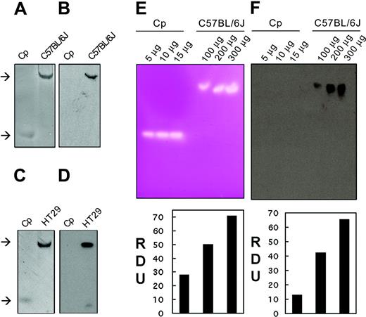 Figure 1. Hp is an intestinal pPD oxidase and ferroxidase. (A) In-gel pPD oxidase activity was measured after separating 30 μg mouse enterocyte protein extract (C57/BL/6J), isolated under nondenaturing conditions, by native gel electrophoresis. Gels were immediately immersed in pPD solution and photographed as color developed. (B) Immunoblot of a duplicate sample of the enterocyte extract (C57/BL/6J) using Hp1a antiserum to the C-terminus of Hp. (C) In-gel pPD oxidase activity of 30 μg HT29 cell protein extract (HT29). (D) Immunoblot of a duplicate sample of HT29 cell extract (HT29) using Hp1a antiserum. Human ceruloplasmin (Cp) (10 μg) was used as a positive control. The upper and lower arrows indicate the mobilities of Hp and Cp, respectively. (E) In-gel ferroxidase activity was measured by separating serial dilutions of mouse enterocyte protein extracts (C57/BL/6J) under nondenaturing conditions by nondenaturing, nonreducing electrophoresis. Gels were immediately immersed in ferrous ammonium sulfate solution, developed with ferrozine, and scanned as color developed. Ferroxidase signals were analyzed by densitometric measurement expressed as relative densitometric units (RDUs). (F) Immunoblot and densitometric analysis expressed as RDU of replicate samples of mouse intestinal extracts (C57/BL/6J) using Hp1a antiserum. Purified human Cp was used as control.