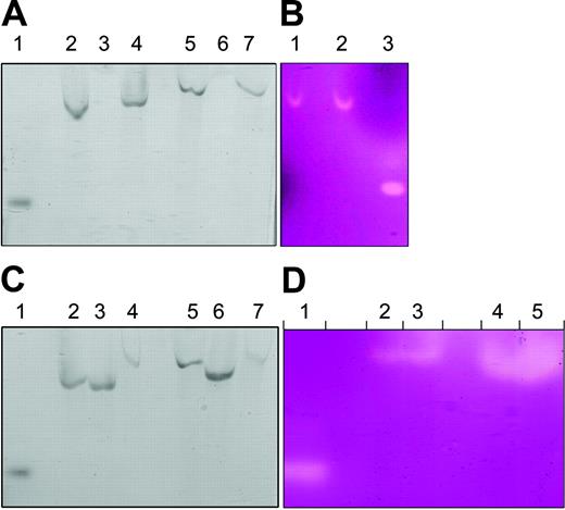 Figure 2. Immunoprecipitated Hp has a pPD oxidase and ferroxidase activity. (A) Enterocyte (lanes 2-4) and HT29 (lanes 5-7) extracts were precleared with protein G Sepharose, and supernatants were collected. Supernatants were incubated with preimmune serum or Hp1a antiserum with protein G Sepharose for 16 hours. Sepharose beads were separated by centrifugation and washed with reaction buffer, and bound Hp was eluted with peptide 1. Eluates were tested with the in-gel pPD oxidase assay. Lane 1 is purified human ceruloplasmin control, lanes 2 and 5 are precleared supernatant controls. Lanes 3 and 6 are eluates from preimmune immunoprecipitates, whereas 4 and 7 are eluates from Hp1a antiserum immunoprecipitates. (B) Enterocyte extracts incubated with protein G Sepharose in the presence of Hp1a antiserum and peptide 1 (lane 1) or Hp1a antiserum only (lane 2). Sepharose beads were separated by centrifugation and washed with reaction buffer, and bound Hp was eluted with peptide 1 and tested with the ferroxidase assay. Purified human ceruloplasmin was used as control (lane 3). (C) Supernatants of enterocyte extracts preincubated with protein G Sepharose in the presence of buffer (lane 2), preimmune serum (lane 3), or Hp1a antiserum (lane 4) were tested with the in-gel pPD oxidase assay. Supernatants of HT29 cell extracts incubated with protein G Sepharose in the presence of buffer (lane 5), preimmune serum (lane 6), or Hp1a antiserum (lane 7) were tested with the in-gel pPD oxidase assay. Purified human ceruloplasmin (lane 1) was used as control. (D) Supernatants of mouse enterocyte extracts preincubated with protein G Sepharose in the presence of Hp1a antiserum (lanes 2-3) or buffer only (lanes 4-5) were tested with the ferroxidase assay. Purified human ceruloplasmin (10 μg) (l ane 1) was used as a control.