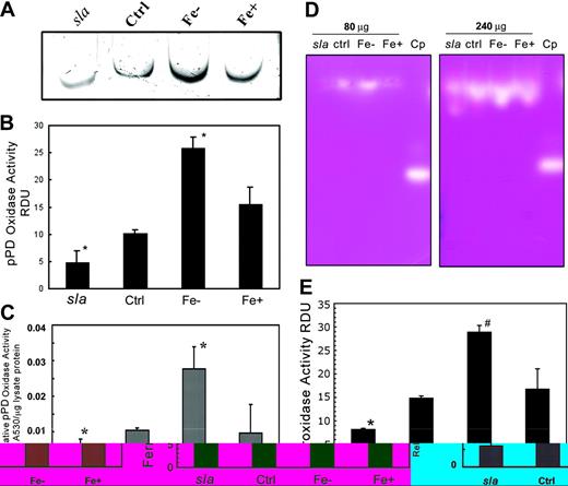 Figure 4. pPD and ferroxidase activities of mouse Hp are increased in iron deficiency. (A) In-gel pPD oxidase assay of extracts from sla, C57/BL/6J (Ctrl), iron-deficient (Fe–), or iron-replete (Fe+) mouse enterocyte protein extracts. (B) Relative pPD levels of sla, Ctrl, Fe–, and Fe+ extracts were quantified using National Institutes of Health (NIH) Image (NIH, Bethesda, MD), and densitometry values are expressed as relative densitometric units (RDUs). Data are means ± SD from 5 independent experiments. *Lanes are significantly different from each other and the control at P < .05. (C) In-tube pPD oxidase activity of replicate samples was measured by adding protein extracts to pPD oxidase assay solution for 30 minutes at 37° C and measuring the A530. Each bar represents the mean ± SD (n = 5). *Significant difference at P < .05. (D) Ferroxidase activity assay of 80 μg and 240 μg sla, C57/BL/6J (Ctrl), iron-deficient (Fe–), and iron-overload (Fe+) mouse enterocyte protein extracts. (E) Relative ferroxidase levels of sla, Ctrl, Fe–, and Fe+ extracts were quantified by using NIH Image and densitometry values expressed as relative densitometric units (RDUs). Data are means ± SD from 5 independent experiments. Lanes marked with different symbols are significantly different from each other and the control at P < .05.