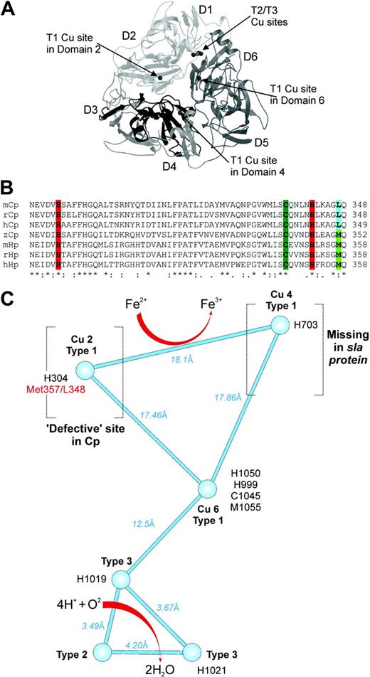 Figure 5. Molecular modeling of sla Hp reveals retention of core catalytic domains. (A) Ribbon diagram of mouse hephaestin. A top view along the pseudo–3-fold axis highlighting the sla deletion in black with the missing T1 Cu in domain 4. The figures were generated by using a modified version of Molscript31 and subsequently rendered in Raster3D version 2.0.32,33 (B) An alignment of Cp and Hp sequences showing the residues coordinating the mononuclear Cu in domain 2. The canonical blue Cu environment for mononuclear type 1 Cu is preserved in Hp and interestingly in zebrafish Cp but not in higher mammalian Cps. Accession numbers for the sequences are U49430, mouse Cp (mCp); L33869, rat Cp (rCp); M13699, human Cp (hCp); BC048037, zebrafish Cp (zCp); AF082567, mouse Hp; AF246120, rat Hp; and AJ296162, human Hp (hHp). *Indicates sequence identity in all proteins, whereas: indicates conservative substitutions. (C) The putative structural arrangement of Cu-binding sites in mHp. The additional methionine (mHp: 357) in domain 2 mononuclear type 1 site of Hp replaces the nonpolar leucine of hCp (L348) at the homologous position. The figure is based on the Cu centers in human Cp.11 The distances between the different Cu atoms are indicated. The brackets indicate the T1 Cu atoms in domains 2 and 4 that are unavailable for participation in the redox reactions in Cp and sla Hp, respectively.