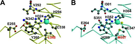 Figure 6. A potentially redox active domain 2 T1 Cu-binding site in Hp. (A) Human Cp and (B) the analogous putative site in murine Hp. The Met357 residue is well positioned to bind a Cu atom in the binding cavity. Residue numbers correspond to full-length amino acid sequences for human Cp (M13699) and mouse Hp (AF246120).