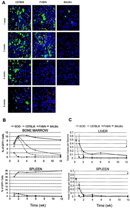 Figure 1. LV expression after systemic administration into immunocompetent mice. (A) Confocal microscopy of liver sections from the indicated mice injected into the tail vein with LVs expressing GFP from the human cytomegalovirus promoter (CMV) and analyzed at the indicated time after injection. Immunostaining for GFP (green) and DNA staining by TOPRO3 (blue). Representative sections are from 3 injected mice per time point per mouse strain. Original magnification, × 400. (B) FACS analysis of GFP expression in bone marrow and spleen of vector-injected mice at different times after injection. Single cell suspensions were obtained by mechanical disruption of the tissue. Mean frequency of GFP+ cells in 3 mice analyzed per time point per strain. (C) Quantitative real-time PCR of vector DNA in liver and spleen DNA of injected mice at different times after injection. Means ± SD, n = 3, are shown.