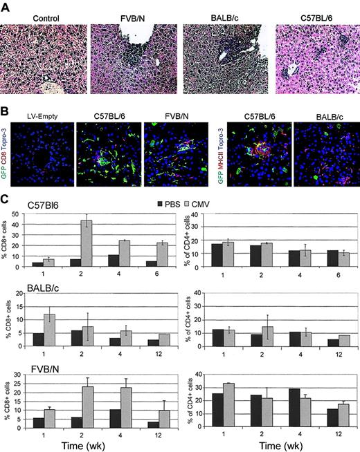 Figure 2. Lymphomonocytic liver infiltration in GFP LV-injected mice. (A) Histologic analysis of paraffin-embedded liver sections of the indicated mice injected 2 weeks before with CMV-GFP LV or vehicle after hematoxylin and eosin staining. Representative pictures from 3 mice analyzed per strain. Original magnification, × 200. (B) Confocal microscopy analysis of liver sections of mice injected 2 weeks before with LV particles with or without (LV-Empty) the vector genome and immunostained for GFP (green), MHCII, or CD8 (red), and DNA by TOPRO3 (blue). Representative pictures are from 3 mice analyzed per strain. Original magnification, × 400. (C) FACS analysis of liver cell suspensions obtained from LV and vehicle (PBS) injected mice at the indicated time after injection and labeled with CD4 and CD8 antibodies. The percentage of positive cells in the mononuclear cell gate (mean ± SD, n = 3) is shown.