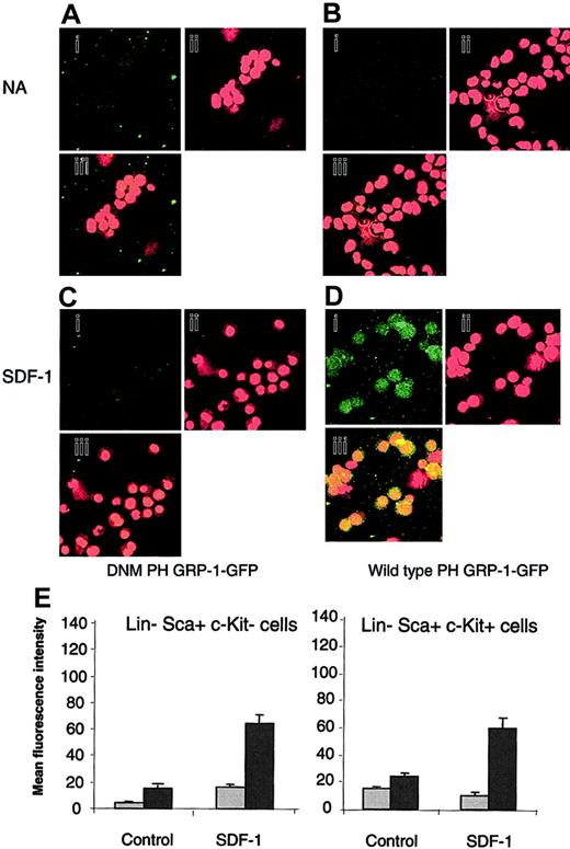 Figure 1. Measurement of PIP3 levels in response to SDF-1 stimulation in Lin–Sca+Kit– and Lin–Sca+Kit+ cells using a selective fluorescence probe. Representative images for unstimulated Lin–Sca+Kit+ (control) cells (A-B) and cells stimulated with SDF-1 for 5 minutes (C-D). Cells were incubated with DNM PH GRP1 GFP (A,C) or wild-type PH-GRP1 GFP (B,D). (A-D) GFP staining (i); propidium iodide (nuclear) staining (ii); and (iii) merged GFP/propidium iodide images of X, Y split images shown in (i) and (ii). Original magnification, ×40. (E) Unstimulated cells (NA) and cells stimulated with SDF-1 for 5 minutes were labeled with either a dominant-negative form of PH GRP1 GFP (DMN PH GRP1 GFP; nonspecific binding; ▦) or wild-type PH GRP1 GFP (total binding; ▪). GFP fluorescence is expressed as mean fluorescence intensity and data are presented as the mean plus or minus SEM from 3 experiments; fluorescence measurements were performed on 12 to 15 cells from cytospin preparations prepared in duplicate.