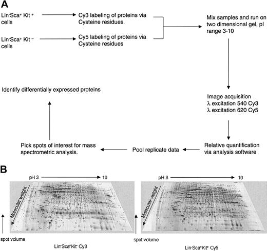 Figure 2. 2D-DIGE analysis of primitive hematopoietic cells. (A) Workflow for proteomic analysis of Lin–Sca+Kit+ and Lin–Sca+Kit– using Cy dye reagents. The protocol outlined above allows comparison of protein expression profiles, relative protein quantification, and identification of proteins of interest. (B) Representative 2D gel images of Lin–Sca+Kit+ and Lin–Sca+Kit– cells labeled with saturation dyes. The 2 images shown are from a saturation-labeled Cy dye protein gel where the excitation and emission wavelengths were set for Cy3 (left image) or Cy5 (right image). The grayscale 3-dimensional representations show representative gels from Lin–Sca+Kit– and Lin–Sca+Kit+ labeled with Cy3 and Cy5, respectively.