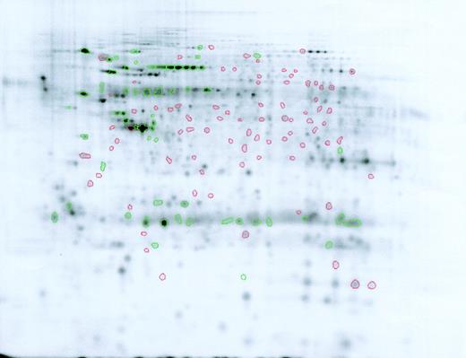 Figure 4. Difference map comparison of Lin–Sca+Kit+ and Lin–Sca+Kit– cells labeled with saturation dyes. Cy5-labeled Lin–Sca+Kit– gel image showing spots increased (green) or decreased (red) relative to Lin–Sca+Kit+ cells.