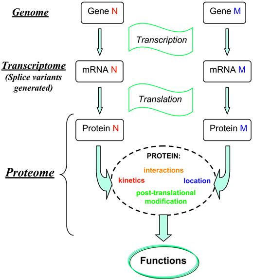 Figure 1. Progression from genome to proteome. When a gene is expressed, the coding DNA strand is transcribed into an mRNA, which is edited by intron excision and the joining of exons. At the transcriptome level, the study of mRNA expression by a genome at a given time is routinely performed using microarray analysis.89 Proteins are synthesized and may undergo cotranslational and posttranslational modification processes that are often involved in the formation of the functionally active structure of the protein. A given mRNA sequence can give rise to more than one protein. This figure illustrates aspects of this process. Although some of the observed properties of an organism can be correlated with the activity of a single gene, most of the time these are determined by the joint action of many gene products. It is only at the proteome level that the gene exerts its “function.” The operation and the functions of a living cell are usually the result of proteome dynamics. Protein-protein interactions are often responsible for the regulation of cellular metabolism (enzymes), maintenance of architectural features (structural proteins), and transfer and processing of information (signal and regulatory proteins). Because proteome analysis provides a view of the biologic processes at their level of occurrence, proteomics offers a better understanding than genomics of cell cycle, cell death, development stage, cell function, and cellular responses to external stimuli and disease. Proteomics has become an important step in the development and validation of diagnostics and therapeutics.90