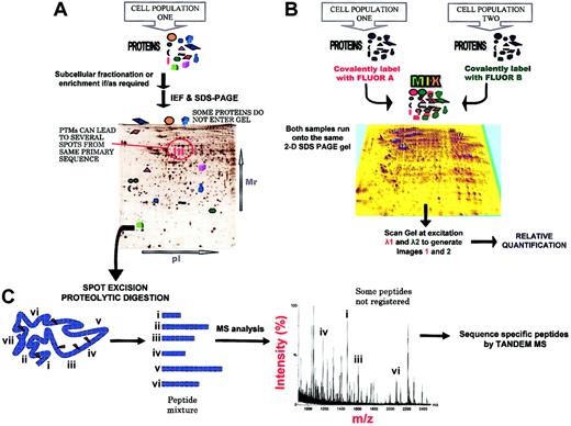 Figure 2. The 2-DE gel-based methods in proteomics. (A) Most techniques currently used in proteomics involve the separation of the vast number of proteins present in a cell or tissue at a given time prior to analysis by MS and recognition and characterization using bioinformatics techniques. The protein separation can be performed at the protein or peptide level. One widespread methodology is 2-dimensional sodium dodecyl sulfate-polyacrylamide gel electrophoresis (2-D SDS-PAGE), which separates proteins according to their isoelectric points and molecular weights. One advantage of this approach is the ability to separate differentially posttranslationally modified forms of the same protein. A key disadvantage is that complete coverage of the proteome cannot be achieved, because some proteins will not enter the gel. Relative quantification of proteins between samples was in the past achieved by intergel comparisons following staining (Table 1). (B) The recently deployed technique of fluorescence 2-dimensional difference gel electrophoresis (2-D DIGE) for the relative quantification of proteins from up to 3 cell states on the same gel offers a greater reproducibility than previous approaches. Prior to the 2-D SDS-PAGE separation, the samples are covalently labeled with succinimidyl esters of different cyanide dyes (Cy2, Cy3, and Cy5). The N-hydroxy-succinimidyl esters undergo nucleophilic substitution reaction with the lysine ϵ amine groups to give an amide. The samples are then mixed together and separated on the same 2-D SDS-PAGE gel. The gel is scanned at the different excitation frequencies, the images merged, and the difference in protein abundance calculated. However, to maintain the solubility of the proteins during the electrophoretic separation, 2-D DIGE12 requires that only 1% to 2% of the lysine residues be derivatized (the derivatization increases the hydrophobicity of the proteins). Recently, a new set of dyes intended to fluorescently label all cysteine residues within a protein have been made available and these offer greater sensitivity.91 (C) Following separation, the protein spot is usually excised, subjected to in-gel enzymatic proteolysis, and analyzed by MS, usually MALDI-MS. The MALDI peptide fingerprint is often sufficient for confident protein recognition. For further confirmation, amino acid sequence information, or recognition of low-abundance proteins, tandem mass spectrometry (MS/MS) analysis is performed, generally using electrospray (ES) ionization. A prevalent method that separates proteins at the peptide level is liquid chromatography (LC), usually used in conjunction with MS/MS (LC-MS/MS).