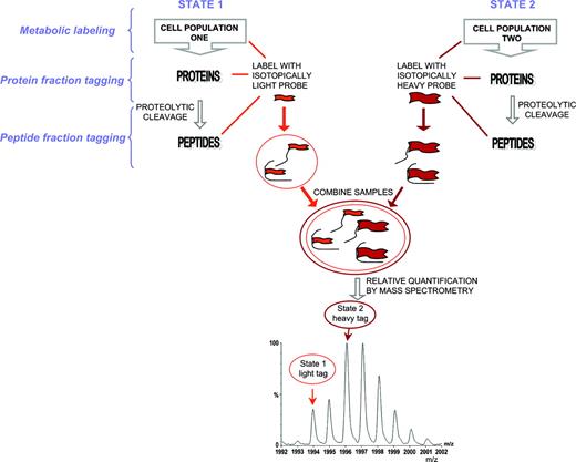 Figure 6. Isotopic labeling for relative quantification using MS. Proteins or peptides derived from 2 different cell states are derivatized with light and heavy isotopes of the same chemical reagent. The samples are then combined and analyzed by MS. The relative abundance levels of the proteins are calculated by comparing the peak heights of the light- and heavy-labeled peptides. The isotopic label can be incorporated in vivo, in vitro, at the protein, or at the peptide level. In cell culture, the incorporation was achieved by using media that included the isototopic labels, such as 15N or 14N media, minimal medium, or minimal medium with isotopically labeled leucine (leuD10).61,62,94,95 The stable isotope-labeling approach has also been used for detecting the numbers of the tagged amino acid residues and, therefore, for unambiguously recognition of the protein.62,95 A method that gained increased popularity is the isotope-coded affinity tag (ICAT) approach.13 The label contains a thiol group (which reacts with cysteine residues), 8 hydrogens (light) or deuteriums (heavy), used for relative quantification, and a biotin group that is selectively recognized during the affinity extraction step by an avidin moiety attached to the chromatographic column. Proteins from 2 cell states are derivatized with either the heavy or the light isotope and the mixture is digested and separated by affinity extraction prior to tandem mass spectrometric analysis. The ICAT analysis with the initial reagent used was complicated by the fact that heavy-labeled peptides elute earlier than the light-labeled peptides during LC separation, the so-called deuterium effect.96 Newer cleavable 13C-labeled ICAT reagents have significant advantages over the original reagents.97