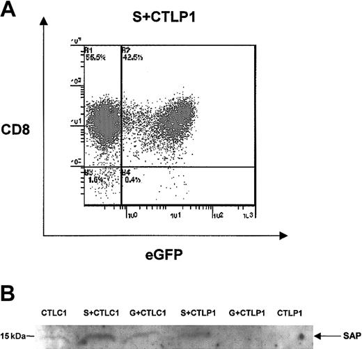 Figure 3. eGFP and SAP expression following retroviral transduction of EBV–T-cell lines from XLP patients. (A) Flow cytometric analysis of EBV–T-cell lines from XLP patient P1 following transduction with eGFP/SAP-encoding retroviral construct shows 42% expression of eGFP in the EBV–T-cell line from patient 1 (S + CTLP1). (B) Immunoblot analysis using an anti-SAP antibody shows a 15-kDa protein expressed in EBV–T-cell lines from a control (CTLC1) and in these cells transduced using the eGFP/SAP retroviral vector (S + CTLC1) and a vector encoding eGFP only (G + CTLC1). The 15-kDa protein is also seen in XLP EBV–T-cell lines transduced with the eGFP/SAP retroviral vector (S + CTLP1) but not in EBV–T-cell lines transduced with the vector encoding eGFP only (G + CTLP1) or in untransduced EBV–T-cell lines (CTLP1).