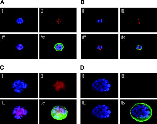 Figure 2. Localization and expression of Aurora-B/AIM-1 at mitosis. Mouse primary megakaryocytes were stained with DAPI (blue; i) or anti–Aurora-B/AIM-1 antibody (red; ii) and were subjected to double staining (iii) or triple staining (iv) with FITC-conjugated anti-CD41 (green). Shown are representative images captured as described in “Materials and methods.” (A) Megakaryocyte with ploidy of 16N at prophase. (B) Megakaryocyte with ploidy of 4N at anaphase. (C) Megakaryocyte with ploidy of 16N at anaphase. (D) Megakaryocyte with ploidy of 16N at anaphase. Original magnification, × 1500.