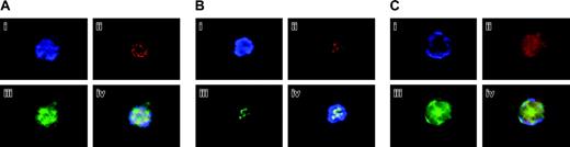 Figure 3. Confirmation of Aurora-B/AIM-1 localization at mitosis. (A) 16N mouse primary megakaryocyte at prophase. Cells were stained with DAPI (blue; i), anti–Aurora-B/AIM-1 antibody (red; ii), and anti–α-tubulin antibody (green; iii), or with triple staining (iv). (B) 8N mouse primary megakaryocyte at prophase. Cells were stained with DAPI (blue; i), anti–Aurora-B/AIM-1 antibody (red; ii), anti-centromere antibody (green; iii), or with triple staining (iv). (C) Mouse primary 16N megakaryocyte at anaphase. Cells were stained with DAPI (blue; i), anti–Aurora-B/AIM-1 antibody (red; ii), or anti–α-tubulin antibody (green; iii). Triple staining (iv). Shown are representative images captured as described in “Materials and methods.” Original magnification, × 1500.