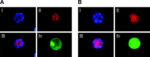 Figure 4. Aurora-B/AIM-1 is localized to the midzone in MG132-treated megakaryocytes at anaphase. Mouse primary megakaryocytes were treated with 20 μM proteasome inhibitor MG132 for 6 hours. Cells at anaphase were stained with DAPI (blue; i) or anti–Aurora-B/AIM-1 antibody (red; ii) and were subjected to double staining (iii) or triple staining (iv) with FITC-conjugated anti-CD41 (green). (A-B) Representative images from 2 different analyses captured as described in “Materials and methods.” Original magnification, × 1500.