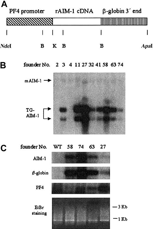 Figure 6. Transgenic mice overexpressing Aurora-B/AIM-1. (A) Scheme of the PF4-Aurora-B/AIM-1 transgenic DNA construct. Not shown here is a short FLAG sequence engineered at the 5′ end of the cDNA, as detailed in “Materials and methods.” Rat Aurora-B/AIM-1 cDNA (indicated here as AIM-1) is under the control of the megakaryocyte-specific 1.1-kb rat PF4 promoter. The 3′ end of the gene was replaced with human β-globin genomic sequences. Restriction enzyme digestion sites are indicated: NdeI,B(BamHI), K (KpnI), and ApaI. (B) Southern blot analysis of genomic DNA extracted from mouse tails using radiolabeled rat Aurora-B/AIM-1 cDNA as a probe. DNA was digested with BamHI, yielding 2 fragments of 0.6 and 0.8 kb. The position of endogenous Aurora-B/AIM-1 is also indicated (mAIM-1). Transgene copy number (fold over endogenous Aurora-B/AIM-1 gene) ranged from 5 to 25. (C) Message level in total mouse bone marrow was monitored as described in “Materials and methods.” The cDNA was separated on 1% agarose gel, which was stained with ethidium bromide (EtBr) as shown. An evenly distributed appearance of bands is in accordance with our nonspecific PCR amplification of total cDNA derived from cells. Specific message level was detected by Southern blot analysis using radiolabeled Aurora-B/AIM-1, β-globin, or PF4 cDNAs, as detailed in “Materials and methods.” Shown are results from 1 of 3 representative experiments. In this study and in previous studies with PF4-driven genes, we noted reductions in PF4 mRNA in some of the lines. We do not believe this has an impact on megakaryopoiesis because the phenotype of these various models is typically different and because nonchallenged PF4 null mice have a level of CFU-Meg similar to that of wild-type mice.44