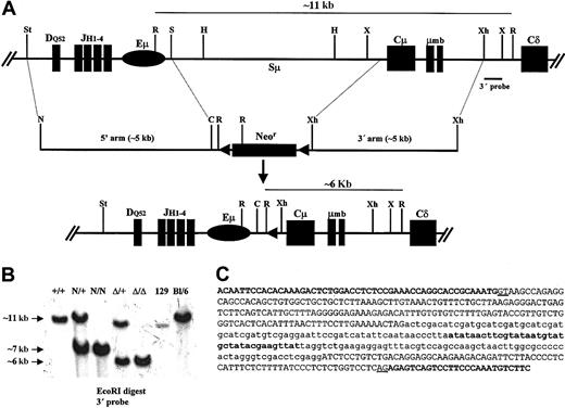 Figure 1. Deletion of the Iμ-Cμ intron. (A) Structure of the targeted locus (not to scale). (Top) Wild-type allele showing an unrearranged IgH locus, the extent of the deletion, and the location of the 3′ probe (0.6-kb XhoI-XbaI fragment). (Middle) Structure of the targeting vector in which a neor cassette flanked by 2 loxP sites was used to replace the Iμ-Cμ intron. The proximal XhoI site was picked from the phage multiple cloning site; the endogenous StuI and SpeI sites were replaced by NotI and ClaI sites, respectively. (Bottom) The resulting locus after Cre-mediated deletion of neor cassette. C indicates ClaI; H, HindIII; N, NotI; R, EcoRI; S, SpeI; St, StuI; X, XbaI; and Xh, XhoI. Only the relevant restriction sites are shown. (B) Southern blot analysis of wild-type and mutant mice. High–molecular weight DNA was extracted from the indicated mice tails and digested with EcoRI. The 3′ probe distinguishes the germ line band (∼11 kb) from the neor recombinant band (∼7 kb) and the Δ recombinant band (∼6 kb) and enables detection of a polymorphism between 129 and C57Bl/6 strains. (C) Nucleotide sequence of the Iμ-Cμ intron after removal of the neor cassette. The distal part of Iμ exon and the proximal part of the Cμ1 exon are shown in bold capital letters. The remaining germ line intronic sequences are shown in normal capital letters; the canonical donor and acceptor splice sites are underlined. The exogenous sequences brought by the targeting vector are shown in lowercase letters with the loxP sequence in bold.
