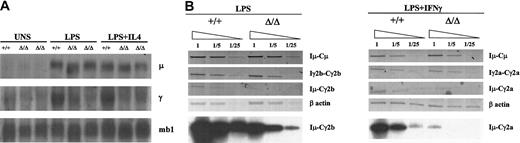 Figure 4. Analysis of class-switched gene expression and germ line transcription. (A) Northern blot analysis of Ig gene transcription. Total RNA was isolated from wt (+/+) and mutant (Δ/Δ) unstimulated (UNS) splenocytes and from LPS- or LPS+IL4–stimulated splenocytes (day 5 after stimulation) and hybridized with a Cμ probe or with a Cγ3 probe that cross-hybridizes with all γ transcripts. The mb1 hybridization was used as a loading control. (B) Analysis of germ line transcription. RT-PCR was performed on wt (+/+) or mutant (Δ/Δ) germ line transcripts from LPS- or LPS+IFNγ–activated splenocyte's RNA (day 4) for Iμ-Cμ, Iγ2b-Cγ2b, or Iμ-Cγ2b or for Iμ-Cμ, Iγ2a-Cγ2a, or Iμ-Cγ2a germ line transcripts, respectively. Single-stranded cDNAs or dilutions thereof (1/5 and 1/25) were subjected to PCR using appropriate primers. PCR products of Iμ-Cγ2b and Iμ-Cγ2a hybrid transcripts were hybridized with the corresponding cDNAs (bottom panels).