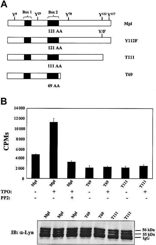 Figure 2. Carboxyl region of Mpl is required for the activation of Lyn kinase. (A) Mpl receptor mutations. Truncations are named for the number of residues that remain. (B) BaF3/Mpl, T69, and T111 cells were starved for 12 hours, preincubated with DMSO vehicle or 2 μM PP2, and then stimulated with TPO (15 ng/mL) for 10 minutes. Lysates normalized for total protein concentration were immunoprecipitated with anti-Lyn antibody. A kinase assay was then performed using immune complexes. Data are representative of 3 independent experiments. Immunoprecipitated cell lysates were subject to Western blot analysis using anti-Lyn antibody to ensure amounts of kinase were assayed (bottom). Data are representative of 3 independent experiments. Error bars indicate SD.