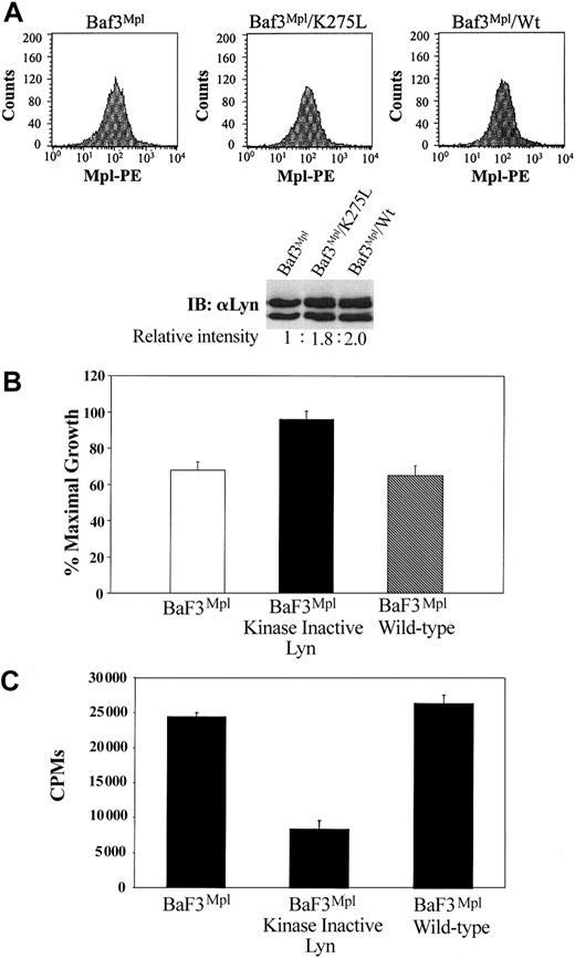 Figure 4. Expression of a kinase-inactive Lyn mutant increase TPO-induced proliferation. BaF3/Mpl cells were transfected with either dominant-negative Lyn or wild-type Lyn cDNA. (A) Equal cell surface expression of Mpl was determined by flow cytometry using a primary anti-Mpl antibody and a secondary phycoerythrin (PE)–conjugated antirabbit antibody. In the lower panel, a Western blot demonstrates the relative Lyn expression in each cell line. (B) Cell proliferation assays were used to compare BaF3/Mpl cell lines expressing the mutant (K275L) or wild-type forms of Lyn. Data represent the mean and SD of triplicate wells. (C) Lyn immune complex kinase assay was performed as described in Figure 1. Kinase data are representative of 3 independent experiments. Error bars indicate SD.