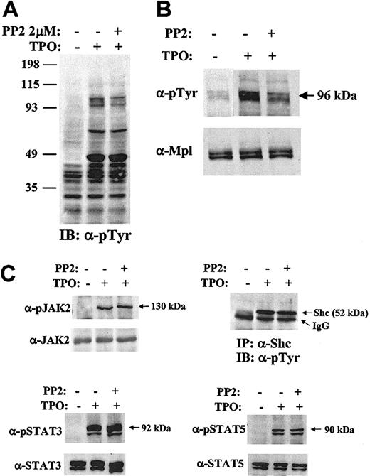 Figure 5. Inhibition of Lyn alters TPO-induced signaling. BaF3/Mpl cells were starved, pretreated with 2 μm PP2 or DMSO, and were unstimulated (–) or stimulated (+) with TPO 15 ng/mL. Total cell lysates, normalized for protein concentration, were separated by SDS-10% polyacrylamide gel electrophoresis (PAGE) and immunoblotted with specific antibodies. (A) Whole-cell lysates were immunoblotted with a phosphotyrosine antibody (4G10). The numbers on the left indicate the sizes of the molecular mass makers in kilodaltons. (B) Mpl was immunoprecipitated with Mpl antiserum, analyzed by Western blot, and probed with antiphosphotyrosine antibody. (C) JAK2, Shc, STAT3, and STAT5 were immunoprecipitated, subjected to Western blotting, and probed with the indicated phospho-specific antibodies (“Materials and methods”). Arrows to the right of the gel refer to phosphoproteins. Blots were stripped and reprobed with appropriate antibodies to ensure equal amount of protein in each lane.