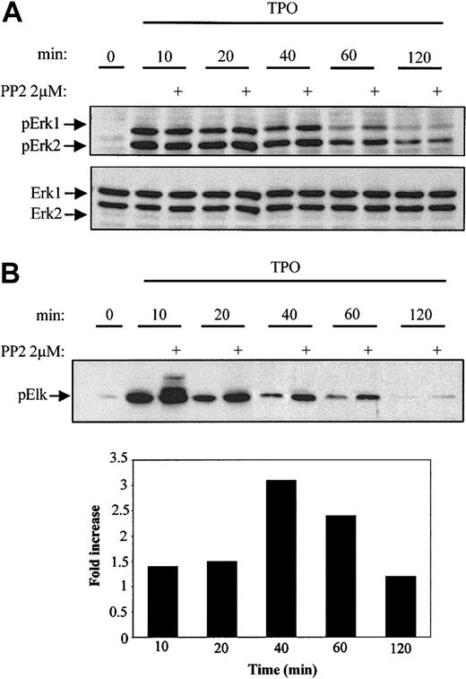 Figure 6. Inhibition of Lyn activity increases Erk1/2 phosphorylation and activation in BaF3/Mpl cells. BaF3/Mpl cells were starved overnight, stimulated with 15 ng/mL TPO in the presence or absence of 2 μM PP2, and lysates prepared after the indicated times. (A) Samples normalized for protein concentration were separated by SDS-10% PAGE and analyzed by immunoblotting using an antibody specific for dually phosphorylated Erk1/2 (p42/p44). Blots were stripped and reprobed with Erk1/2-specific antibody to ensure equal loading. (B) Erk1/2 kinase activity was assayed by using Elk-1 as a substrate. Elk-1 phosphorylation at S383 was detected by Western blotting using a phospho-specific Elk-1 antibody. The increase in Elk-1 phosphorylation was quantitated by densitometry and expressed as fold change (in bar graph) and is representative of 2 separate experiments.