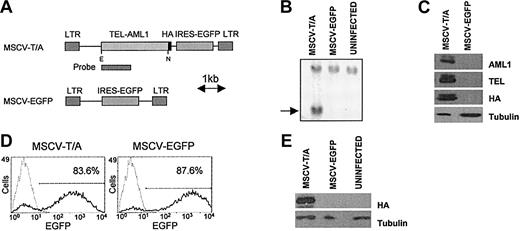 Figure 1. Expression of TEL-AML1 in murine hematopoietic progenitor cells. (A) Schematic diagram of the MSCV constructs used to express TEL-AML1(HA) and EGFP in hematopoietic progenitor cells. E indicates EcoRI; N, NotI. (B) Southern blot analysis of genomic DNA from retrovirally transduced 3T3 cells demonstrating integration of the MSCV-T/A provirus. The indicated cDNA fragment (A) was used as a probe to detect the 2.4-kilobase proviral band (indicated by an arrow) following EcoRI/Not I digestion of genomic DNA. (C) Western blot analysis of protein extracts from 3T3 cells transduced with MSCV-T/A or MSCV-EGFP. Anti-TEL, anti-AML1, or anti-HA antibodies detect TEL-AML1(HA) as a doublet of 95 kDa, due to alternative TEL translational start sites.33 (D) Flow cytometric analysis of HPCs 48 hours following infection with concentrated viral supernatants. Gray lines represent uninfected cells, black lines depict transduced cells, and numbers refer to the percentage of cells transduced. (E) Detection of TEL-AML1(HA) protein in HPCs 48 hours after infection, with anti-HA antibody by Western blot analysis.