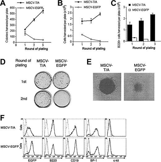 Figure 2. TEL-AML1 enhances development of B-cell precursors in vitro. HPCs transduced with MSCV-T/A or MSCV-EGFP were grown in conditions promoting the development of B-cell progenitors in colony-forming serial replating assays. The number of colonies (A) and the total number of cells (B) produced by MSCV-T/A (▪) and MSCV-EGFP (○) transduced HPCs in each round of plating is shown. Plots show means and SDs of duplicate cultures. The data are representative of 3 independent experiments. (C) Number of B220+ cells harvested from MSCV-T/A (▪) and MSCV-EGFP (□) B-cell methylcellulose cultures from each round of plating. Plots show means and SDs of duplicate cultures. (D) INT-stained methylcellulose MSCV-T/A and MSCV-EGFP cultures from the first and second rounds of plating. (E) Typical pre–B-cell morphology of colonies generated by MSCV-T/A– and MSCV-EGFP–infected cells in the secondary round of plating. Original magnification, × 40. (F) Flow cytometric analysis of EGFP and of lineage-specific marker expression of cells harvested from the secondary round of methylcellulose plating. Gray lines represent the isotype control (or uninfected cells for analysis of EGFP expression), and black lines indicate staining with antibodies specific to the indicated marker, or EGFP expression.