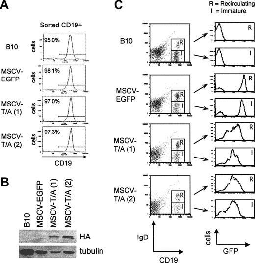 Figure 4. Analysis of TEL-AML1 expression in bone marrow B cells from mice receiving transplants. (A) CD19+ B cells were sorted from the bone marrow of MSCV-EGFP and MSCV-T/A mice 4 months after transplantation and a C57BL/10 control (B10). The purity of the sorted cells was in excess of 95%. (B) Western blot analysis was performed on protein extracted from the sorted CD19+ bone marrow cells. HA-tagged TEL-AML1 protein was detected using an anti-HA antibody. Anti–alpha tubulin was used to estimate protein loading. (C) Expression of EGFP by (R) CD19+IgD+ recirculating and (I) CD19+IgD– immature bone marrow B cells from MSCV-EGFP, MSCV-T/A, and C57BL/10 mice.