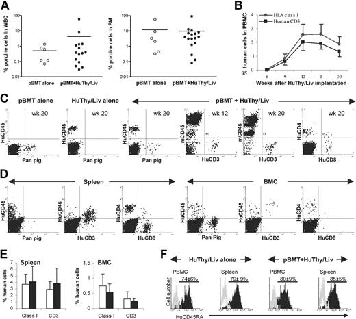 Figure 1. Durable mixed porcine and human chimerism in NOD/SCID-Tg mice receiving porcine BM transplants and subsequent human Thy/Liv implants. (A) Porcine hematopoietic chimerism in the white blood cells (WBCs) and BM of NOD/SCID-Tg mice that received porcine BM transplants alone (○) or porcine BM transplants plus human Thy/Liv grafts (•) at week 20 after human Thy/Liv transplantation. Each symbol represents an individual animal. Horizontal lines indicate the mean chimerism level for each group of mice. (B) Kinetics of human chimerism in the PBMCs of NOD/SCID-Tg mice given transplants with porcine BMCs and human Thy/Liv tissues (mean ± SD; n = 17). (C) Peripheral blood cells were collected from NOD/SCID-Tg mice that received porcine BM transplants alone (pBMT, n = 6), human Thy/Liv alone (HuThy/Liv, n = 8), or porcine BM transplants plus human Thy/Liv (n = 17) at the indicated times after human Thy/Liv implantation, and stained with various combinations of antihuman (CD45, CD3, CD4, and CD8), antipan pig tissue (Pan pig), and antimouse CD45 (mCD45) mAbs. Shown are representative FCM profiles. (D) FCM profiles showing porcine and human chimerism in the spleen and BM of NOD/SCID-Tg mice given transplants of porcine BMCs plus human Thy/Liv tissues at week 20 after human Thy/Liv implantation. (E) Percentages (means ± SD) of human class I+ and CD3+ cells in the spleen and BMCs of NOD/SCID-Tg mice that received porcine BM transplants plus human Thy/Liv grafts (□; n = 17) or human Thy/Liv tissues alone (▪; n = 8) at week 20 after human Thy/Liv implantation. (F) Expression of human CD45RA on gated human CD4+ cells. Black and gray histograms are staining profiles of anti-CD45RA and isotype control mAbs, respectively. The percentages (means ± SD) of CD45RA+ cells in the gated human CD4+ cell population were comparable between HuThy/Liv alone and pBMT plus HuThy/Liv groups (P = .25 and P = .17 for PBMCs and spleen, respectively).
