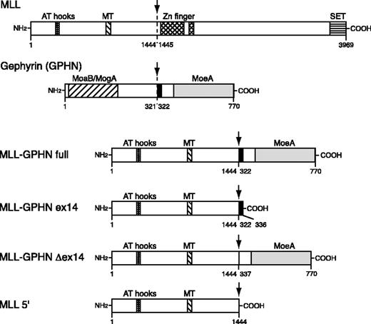 Figure 1. Schematic of MLL-GPHN and its mutants used in this study. The chimeric gene in leukemia is MLL-GPHN full. MT indicates DNA methyltransferase homology domain; SET, SET domain; MoaB, MogA, and MoeA, regions in GPHN with sequence similarities to the respective Escherichia coli proteins involved in molybdenum cofactor biosynthesis. Arrows indicate the fusion site. Numbers refer to amino acid positions in wild-type MLL or GPHN. The black bar indicates the tubulin-binding site of GPHN.
