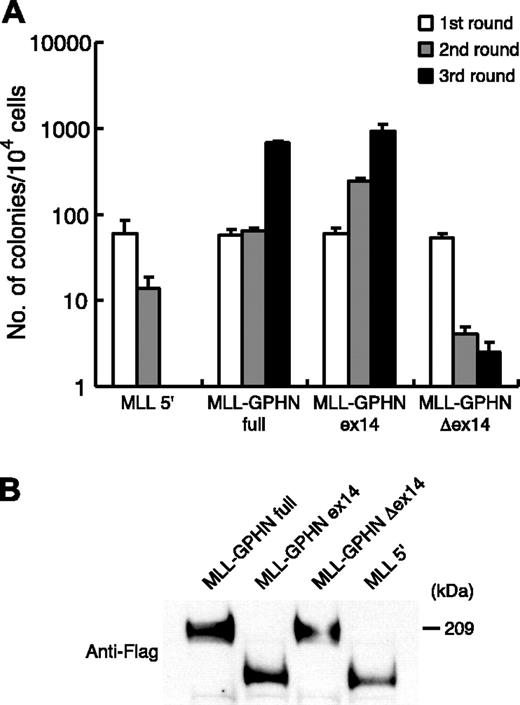 Figure 3. In vitro proliferative effect of MLL-GPHN and its mutants. (A) Forced expression of MLL-GPHN full and ex14 immortalize murine hematopoietic progenitors. The bars represent number of colonies generated per 104 cells in first, second, and third rounds of plating in methylcellulose. The error bars represent the mean ± SD of triplicate samples from a representative experiment. (B) Detection of MLL fusion protein expression in Phoenix cells by Western blot analysis.